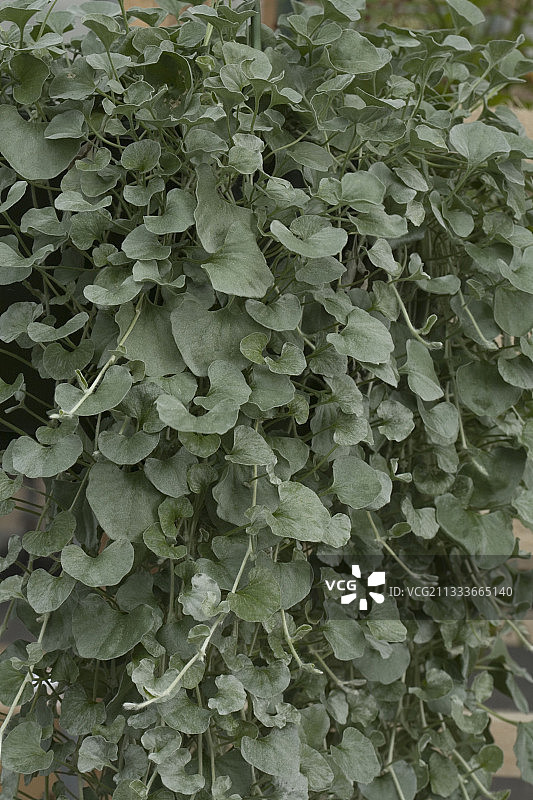 银叶马蹄金枝叶图片素材