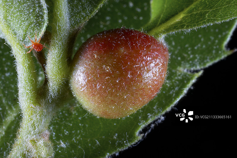 绿色橡树上的瘿瘤图片素材