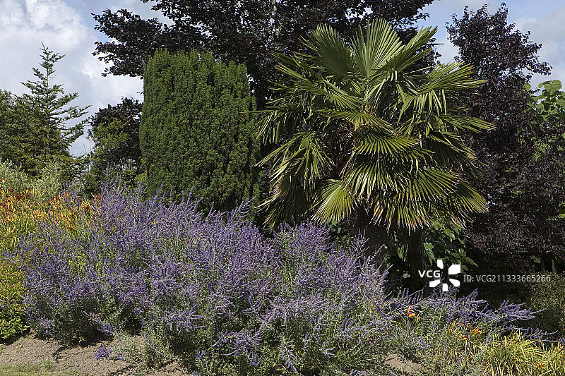 花园中的蓝冰花和中国风车棕榈图片素材