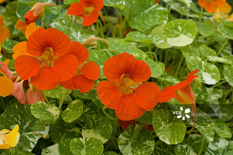 花园中盛开的旱金莲图片素材