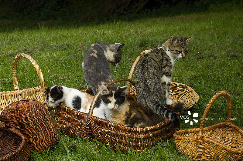 在花园里玩耍的小猫图片素材