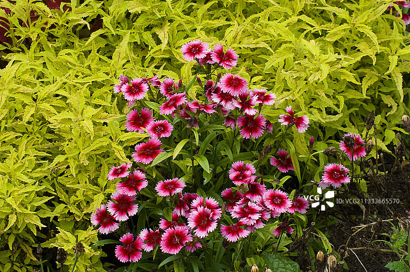 花园中盛开的杂交粉红色花朵图片素材