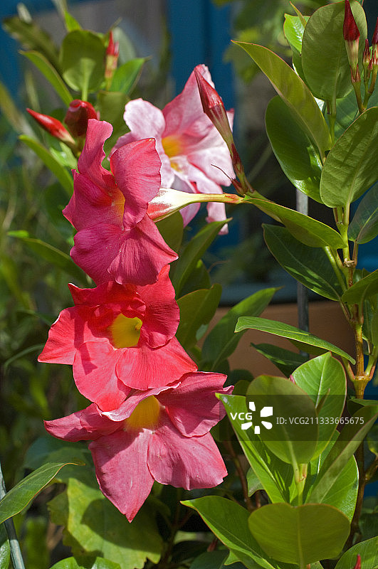 花园里盛开的飘香藤图片素材