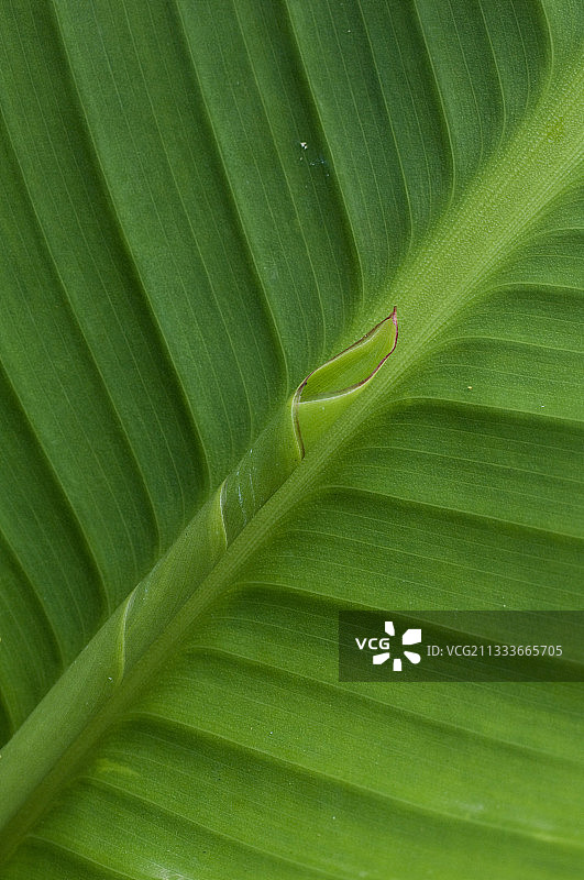 美人蕉叶子的细节图片素材