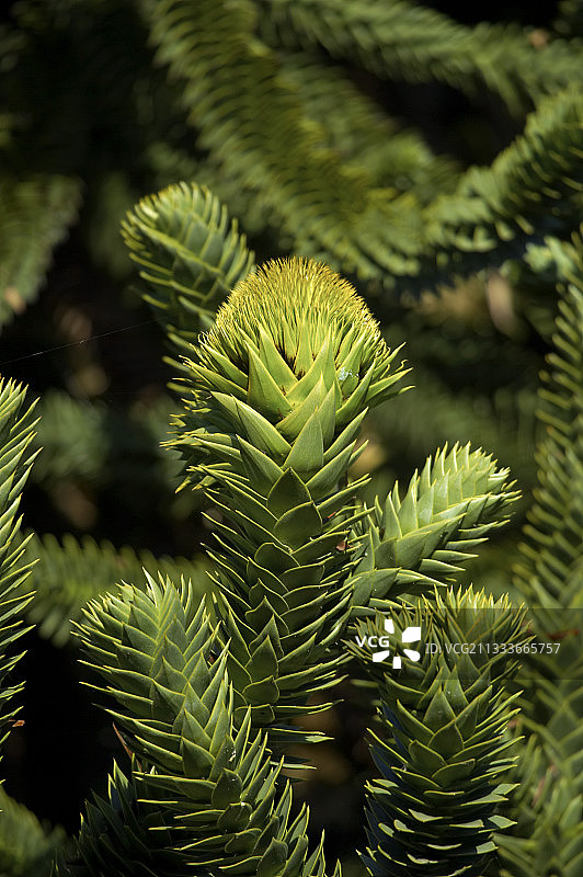 维特雷花园公园（伊勒-维莱讷省）图片素材