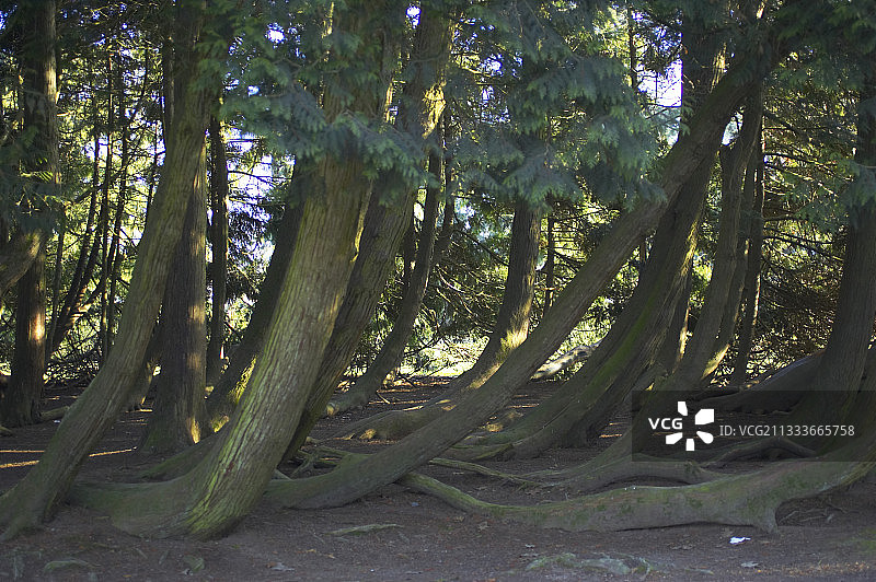 维特雷花园公园（伊勒-维莱讷省）图片素材