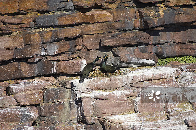 二月初开始筑巢图片素材