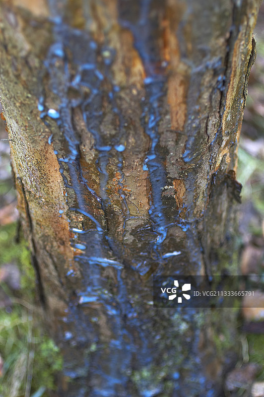 在苹果树干上喷洒波尔多混合物图片素材