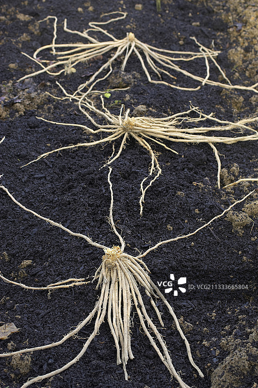 银白阿尔让特伊白芦笋种植园图片素材