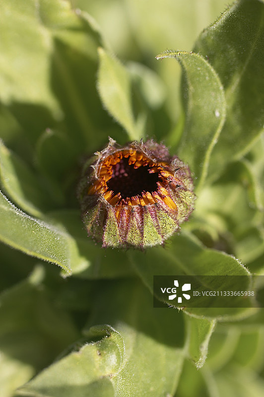 园艺盆栽万寿菊的幼年头状花序图片素材
