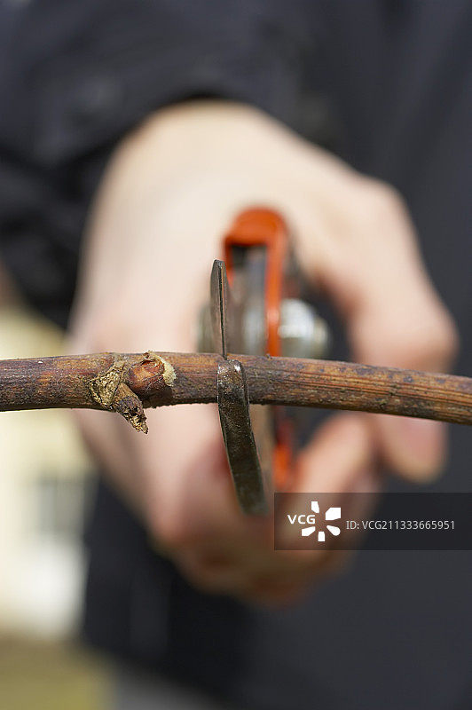 眼睛上方的葡萄藤枝图片素材