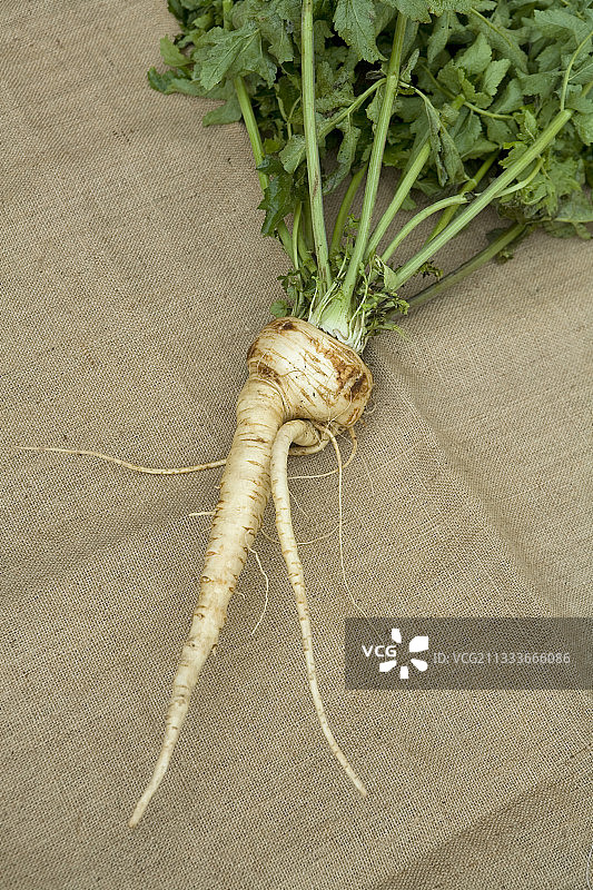 欧洲防风草“根西岛半长型”图片素材