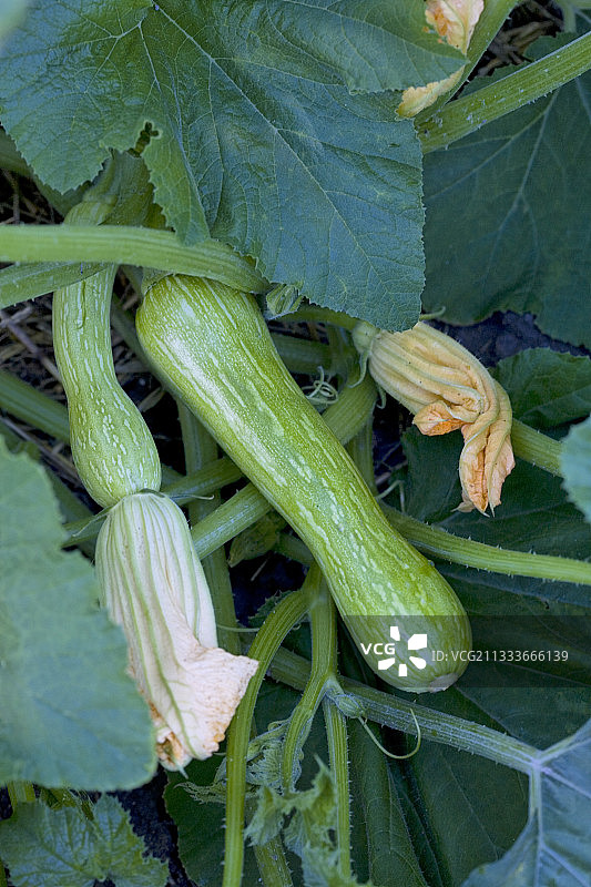 厨房花园里的尼斯长西葫芦图片素材