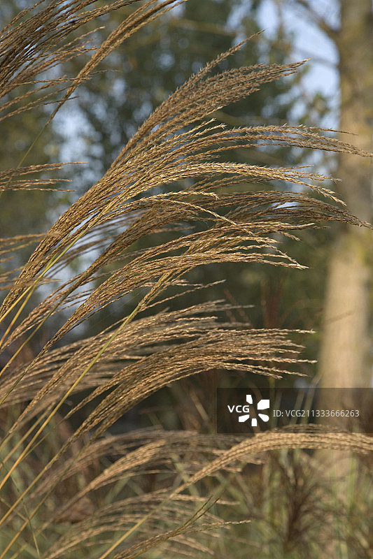 紫色日本银草'Etincelle'图片素材