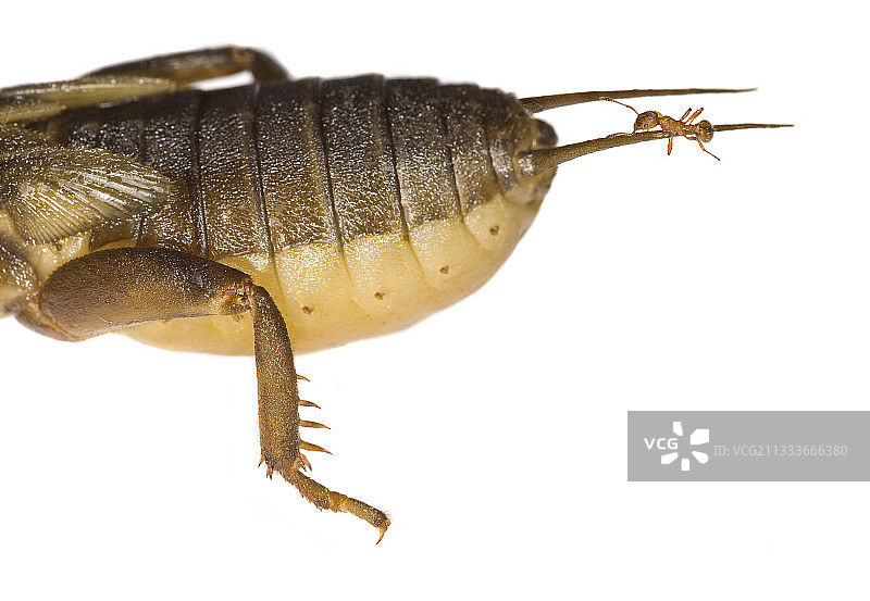 蝼蛄上的蚂蚁图片素材