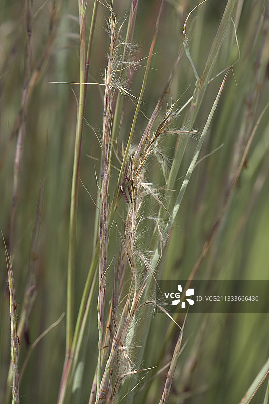 小须芒草图片素材