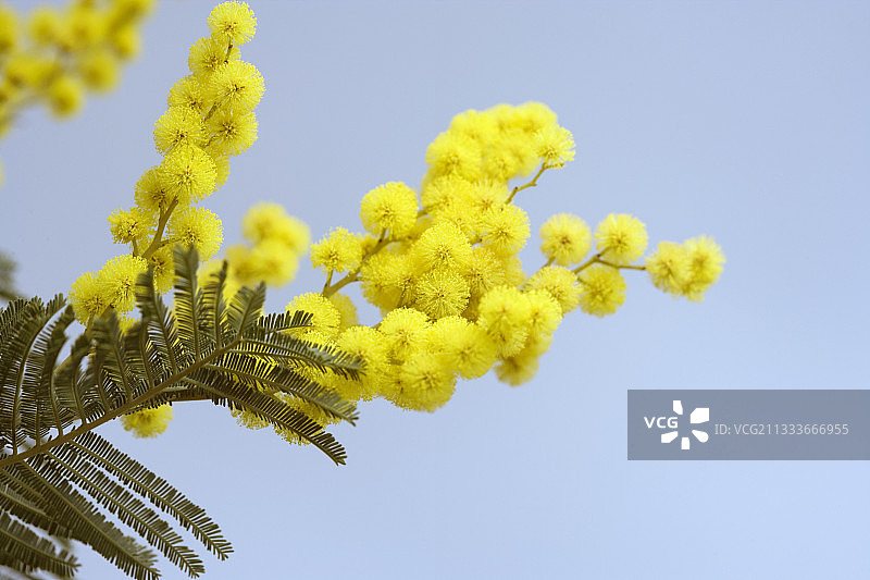 法国二月的银荆花与叶图片素材