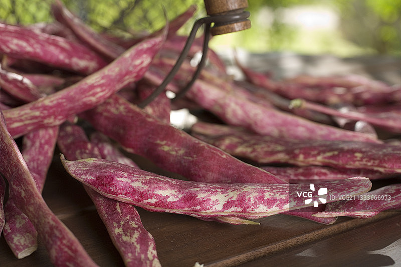 ‘宾果’奶油豆的收获图片素材