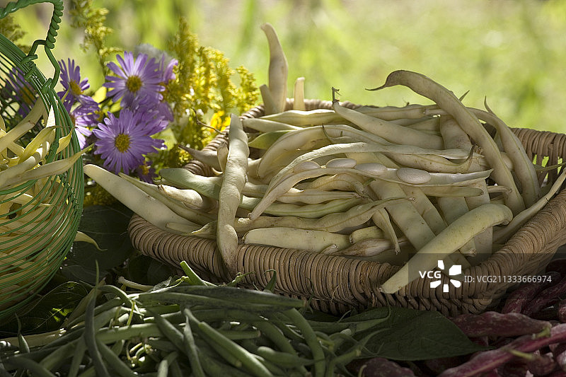 “Pont l' abbe”牛油豆大丰收图片素材