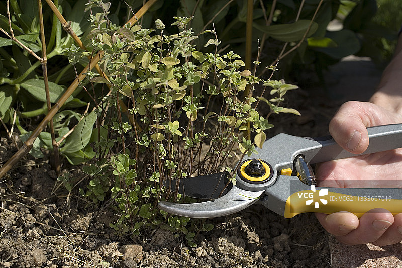 花园里矮小的牛至切块图片素材