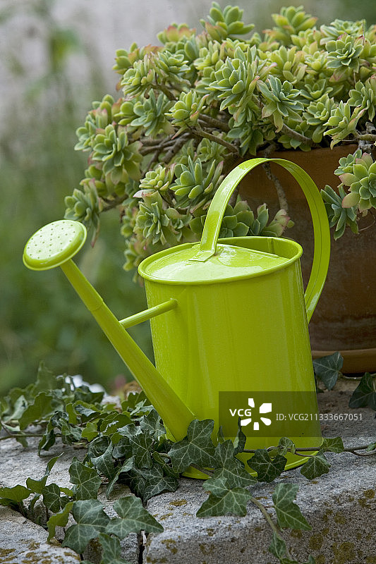 花园露台上的喷壶和景天图片素材