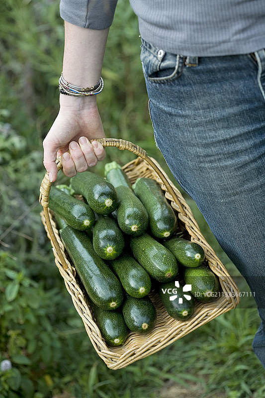 厨房花园里收获的西葫芦图片素材
