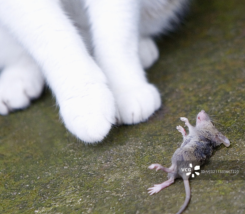 聊天中，老鼠France受伤图片素材