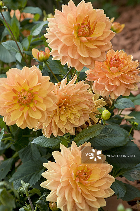 阿尔克-塞南皇家盐场花园里的大丽花图片素材