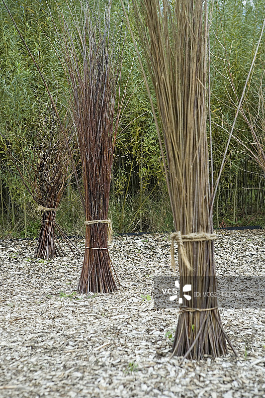 皇家盐厂花园的柳树枝图片素材