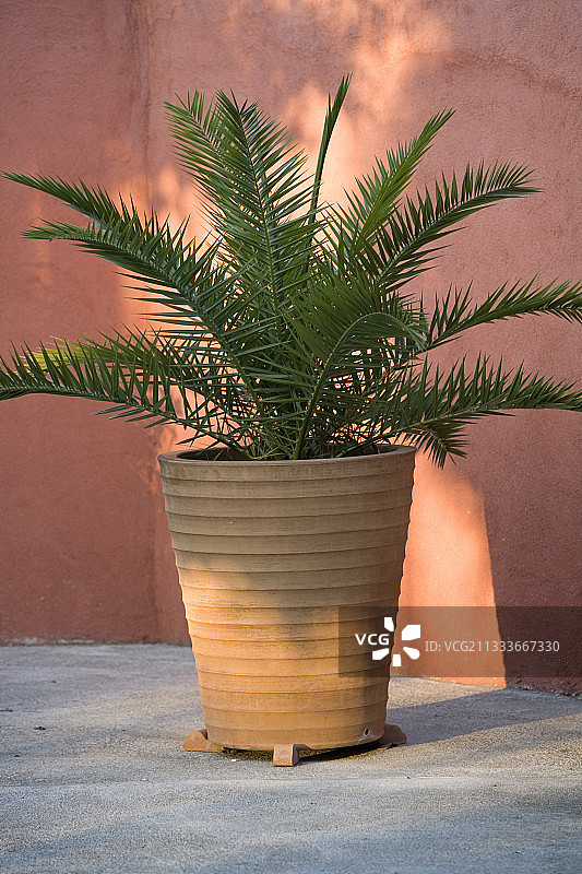 普罗旺斯花园露台上盆栽棕榈树图片素材
