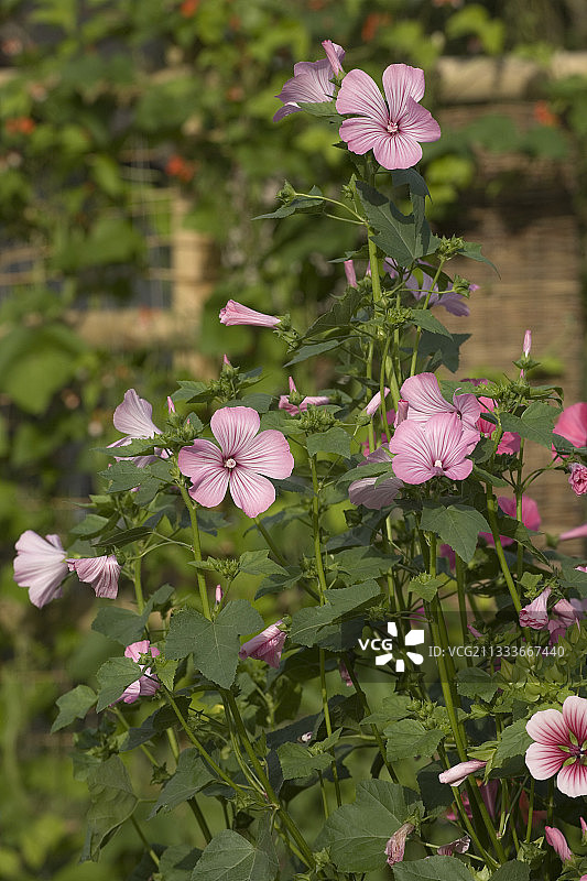 八月的锦葵图片素材