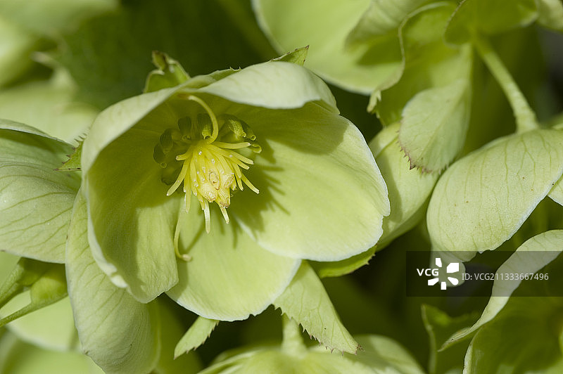 花园中盛开的科西嘉岛铁筷子图片素材