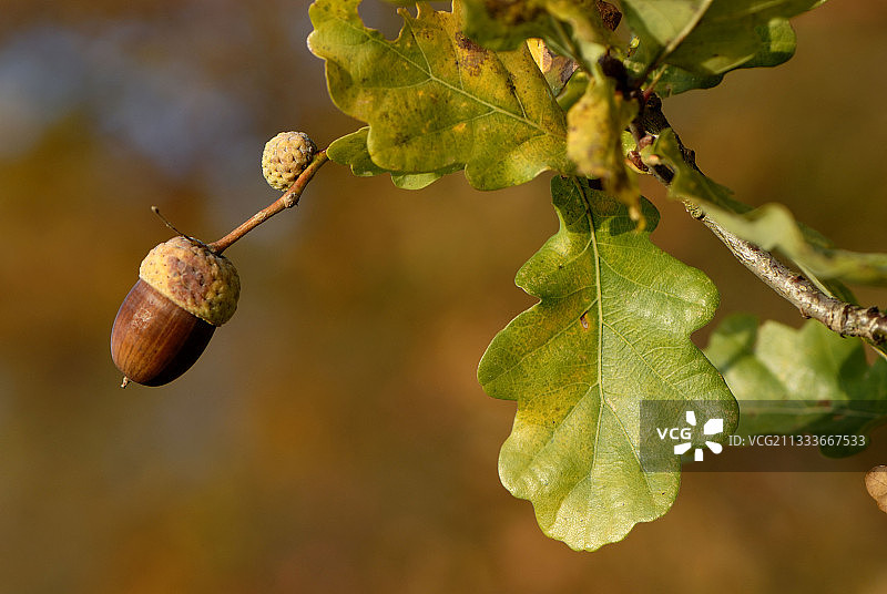 贝尔福的橡树上的腺体和叶子图片素材
