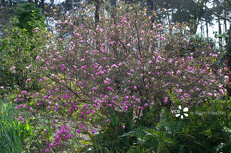 花园里的朝鲜杜鹃花图片素材