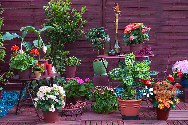春季鲜花盛开的花园露台图片素材