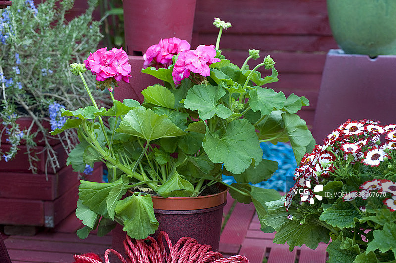 天竺葵和千里光图片素材