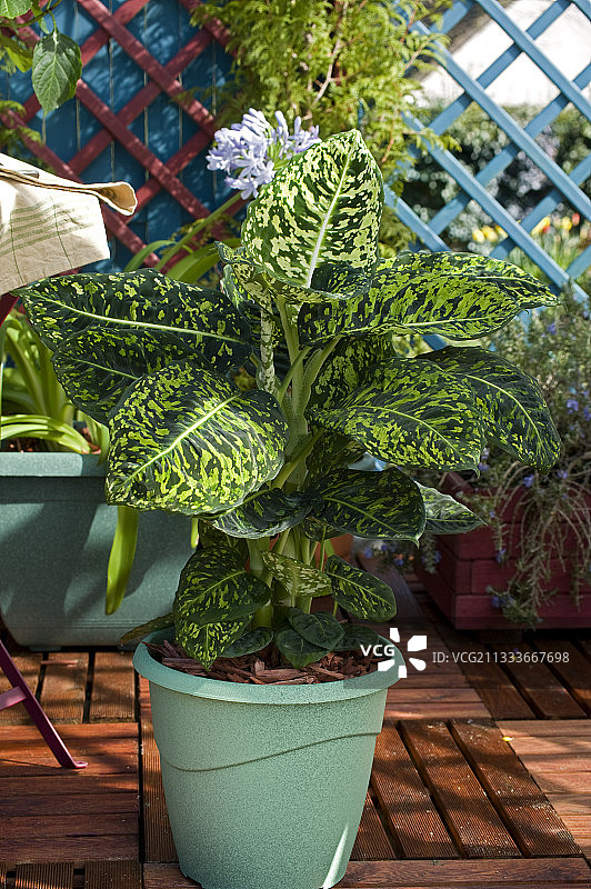 花园露台上的花叶万年青图片素材
