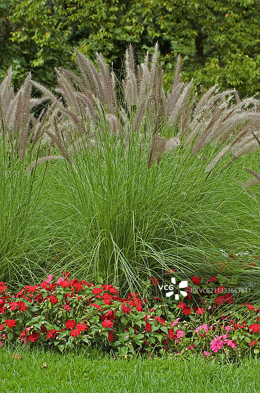 花园里的红色狼尾草图片素材