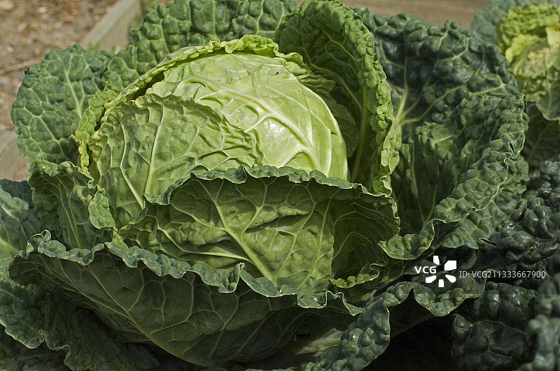 厨房菜园里的大白菜图片素材