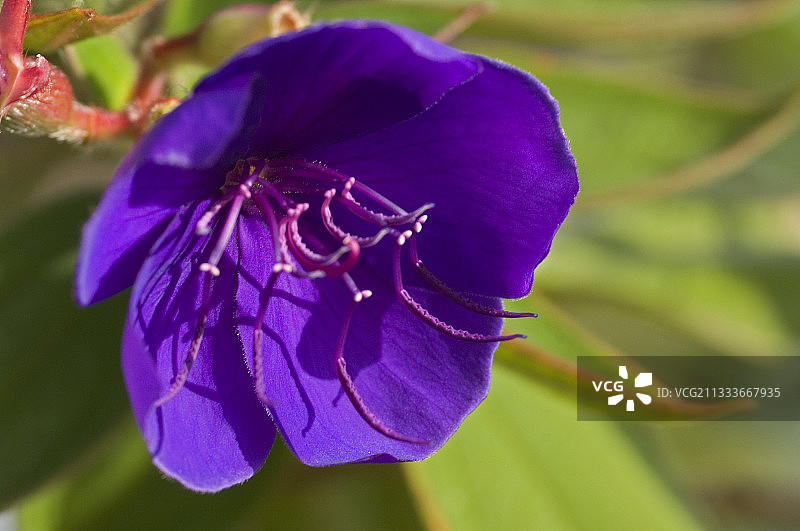花园中盛开的公主花图片素材