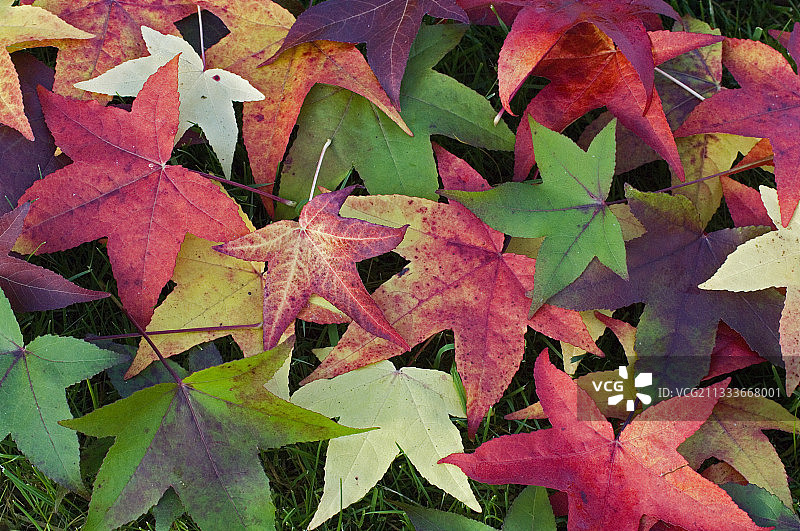 泥土上的秋季枫叶图片素材