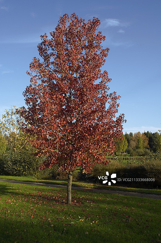 秋季花园中的枫树图片素材
