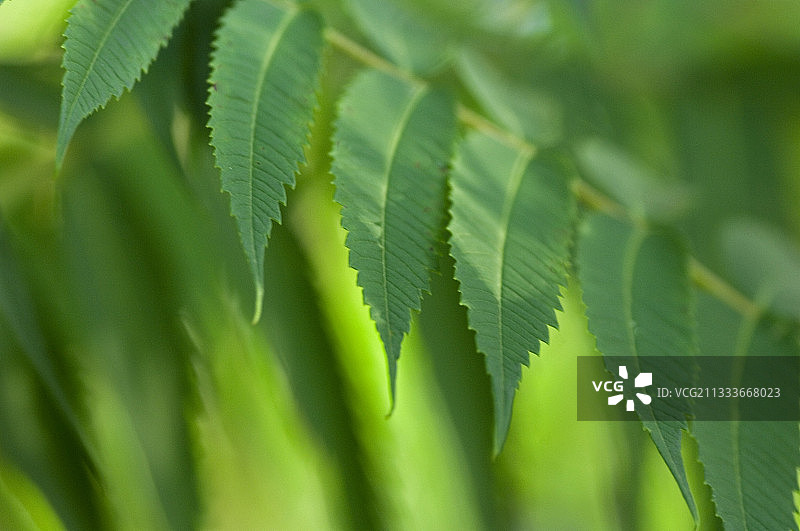 盐肤木叶子细节图片素材