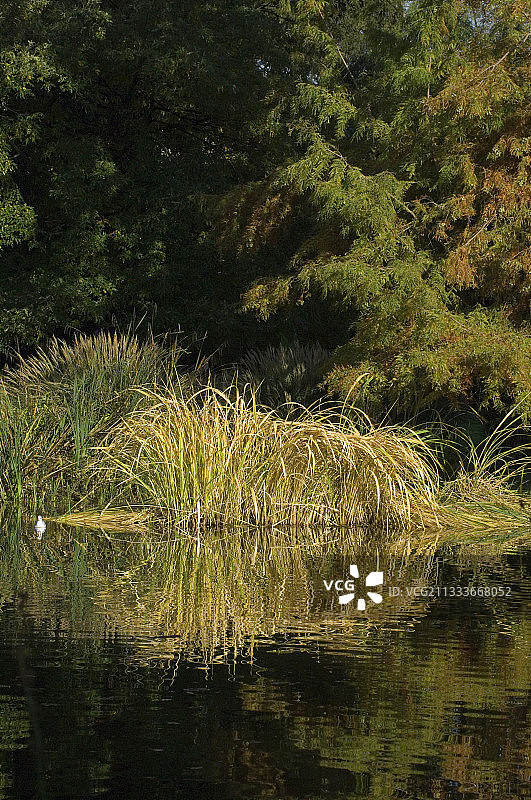 秋季花园池塘边的菖蒲图片素材