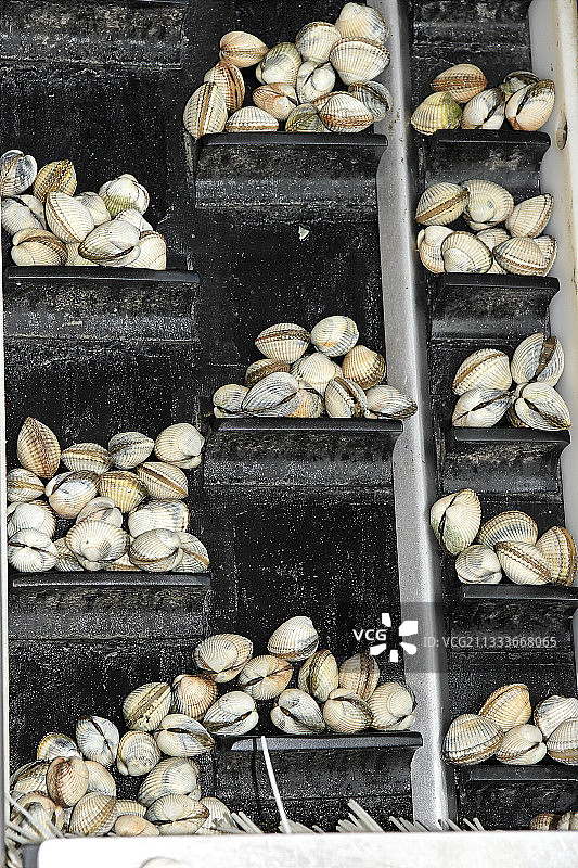 法国带尺寸杯子上的鸟蛤校准图片素材