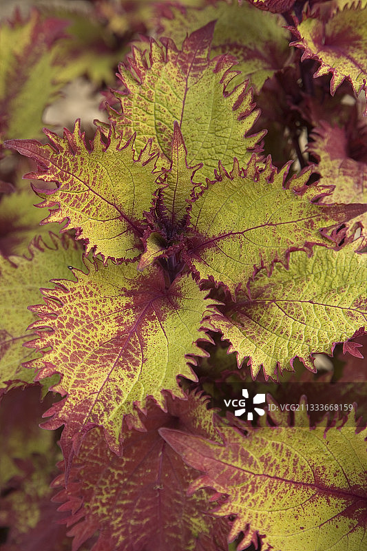 八月的彩叶草图片素材