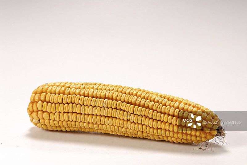 影棚里的玉米棒图片素材