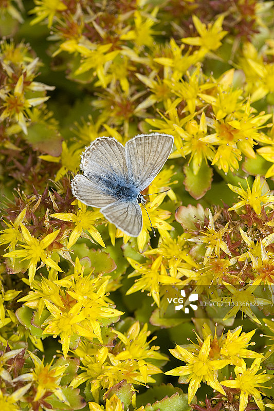 劳塔雷山口花园的景天上的阿多尼斯蓝蝶图片素材