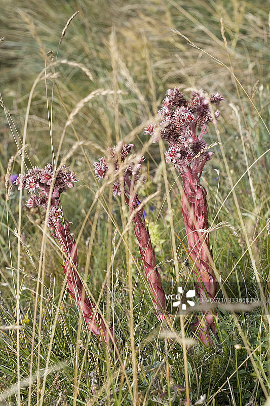劳塔雷特山口花园的普通长生草图片素材
