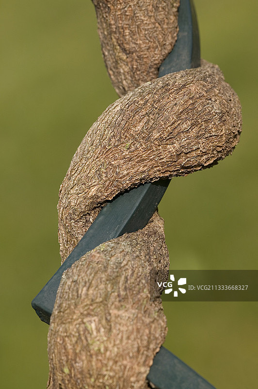 紫藤花图片素材